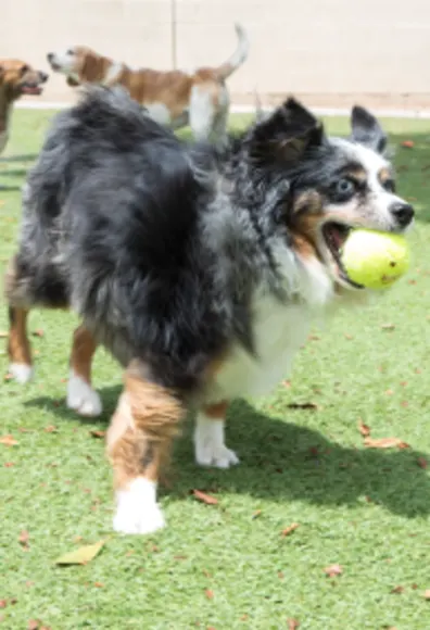 Dog ball in mouth